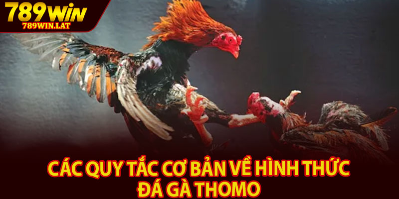 Đá Gà Thomo 789win – Sân Chơi Đá Gà Hấp Dẫn Trả Thưởng 2 Các quy tắc cơ bản về hình thức đá gà Thomo