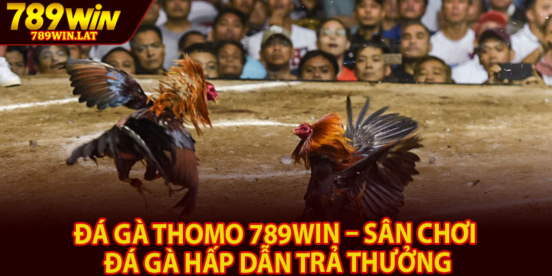 Đá Gà Thomo 789win – Sân Chơi Đá Gà Hấp Dẫn Trả Thưởng 1 Da Ga Thomo 789win – San Choi Da Ga Hap Dan Tra Thuong