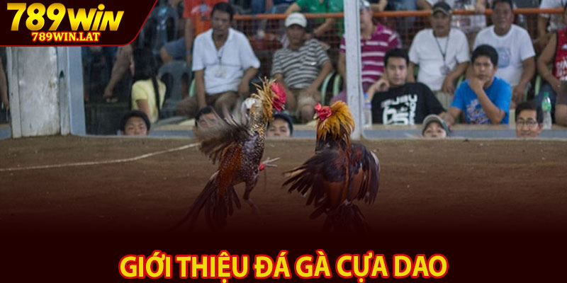 Đá Gà Cựa Dao – Cá Cược Kịch Tính Và Đỉnh Cao 789win 2 Giới thiệu đá gà cựa dao