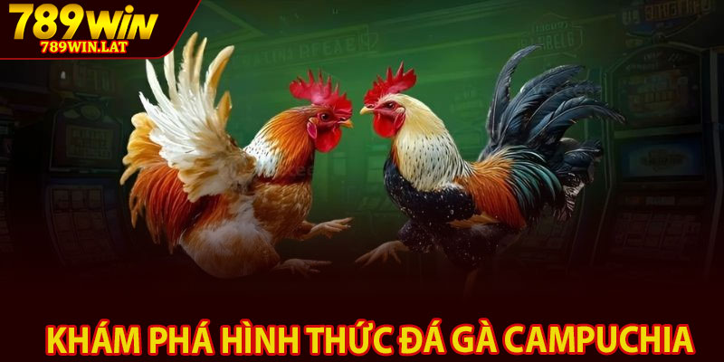 Đá Gà Campuchia – Sân Chơi Cá Cược Uy Tín 789win 2 Khám phá hình thức đá gà Campuchia
