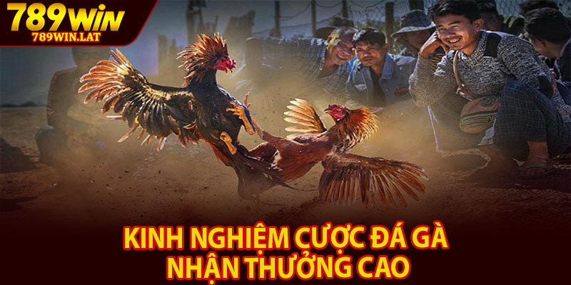 Đá Gà Cựa Dao – Cá Cược Kịch Tính Và Đỉnh Cao 789win 4 Kinh nghiệm cược đá gà nhận thưởng cao