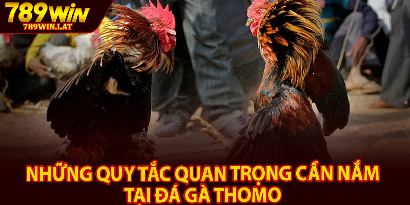 Đá Gà Thomo 789win – Sân Chơi Đá Gà Hấp Dẫn Trả Thưởng 3 Những quy tắc quan trọng cần nắm tại đá gà Thomo