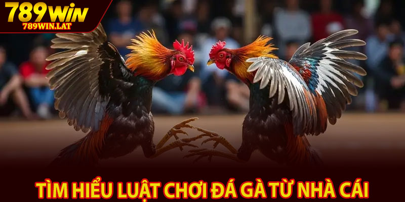 Đá Gà Cựa Dao – Cá Cược Kịch Tính Và Đỉnh Cao 789win 3 Tìm hiểu luật chơi đá gà từ nhà cái