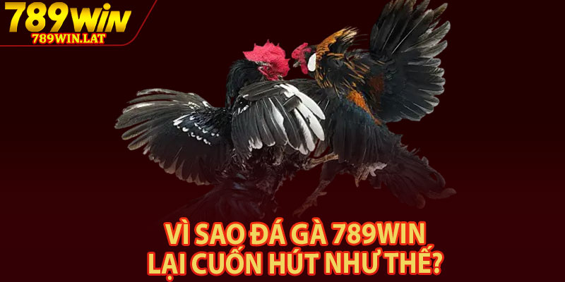 Đá Gà 789win – Đỉnh Cao Đá Gà Trực Tuyến 2026 3 Vì sao đá gà 789win lại cuốn hút như thế?